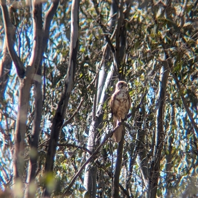 Falco berigora (Brown Falcon) at Jindera, NSW - 31 Oct 2024 by Darcy