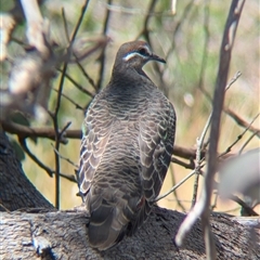 Phaps chalcoptera (Common Bronzewing) at Jindera, NSW - 1 Nov 2024 by Darcy