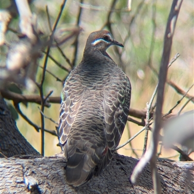 Phaps chalcoptera (Common Bronzewing) at Jindera, NSW - 1 Nov 2024 by Darcy