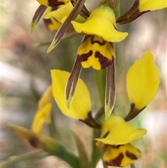 Diuris sulphurea (Tiger Orchid) at Bendoura, NSW - 31 Oct 2024 by JaneR