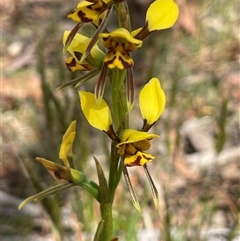 Diuris sulphurea at Bendoura, NSW - suppressed