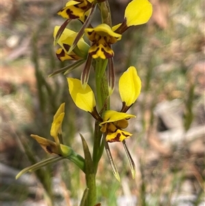 Diuris sulphurea at Bendoura, NSW - 31 Oct 2024