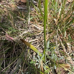 Diuris sulphurea at Bendoura, NSW - suppressed