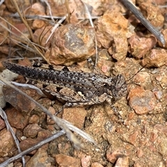 Pycnostictus seriatus (Common Bandwing) at Whitlam, ACT - 1 Nov 2024 by SteveBorkowskis