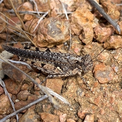 Pycnostictus seriatus (Common Bandwing) at Whitlam, ACT - 1 Nov 2024 by SteveBorkowskis