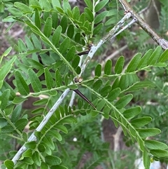 Gleditsia triacanthos (Honey Locust, Thorny Locust) at Whitlam, ACT - 1 Nov 2024 by SteveBorkowskis