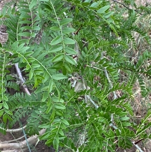 Gleditsia triacanthos at Whitlam, ACT - 1 Nov 2024