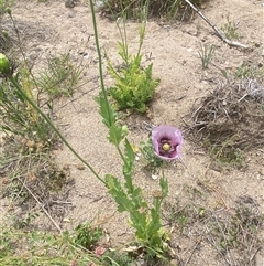 Papaver somniferum at Whitlam, ACT - 1 Nov 2024 12:35 PM