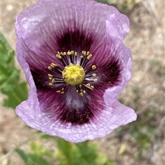 Papaver somniferum at Whitlam, ACT - 1 Nov 2024 12:35 PM