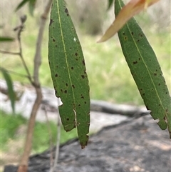 Eucalyptus aggregata (Black Gum) at Bendoura, NSW - 31 Oct 2024 by JaneR