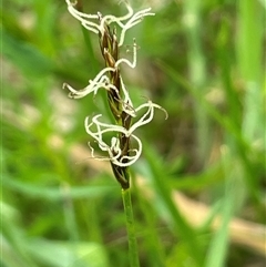 Carex chlorantha (Green-top Sedge) at Bendoura, NSW - 31 Oct 2024 by JaneR