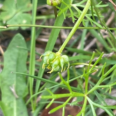 Ranunculus inundatus (River Buttercup) at Bendoura, NSW - 31 Oct 2024 by JaneR