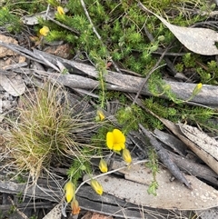 Gompholobium minus (Dwarf Wedge Pea) at Bendoura, NSW - 31 Oct 2024 by JaneR