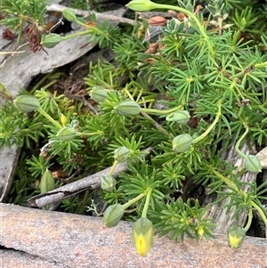 Gompholobium minus at Bendoura, NSW - 31 Oct 2024