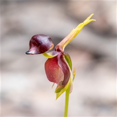 Caleana major (Large Duck Orchid) at Wog Wog, NSW - 27 Oct 2024 by Sarah2019