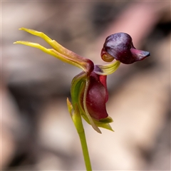 Caleana major at Wog Wog, NSW - suppressed