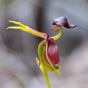 Caleana major at Wog Wog, NSW - 27 Oct 2024