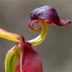 Caleana major at Wog Wog, NSW - suppressed