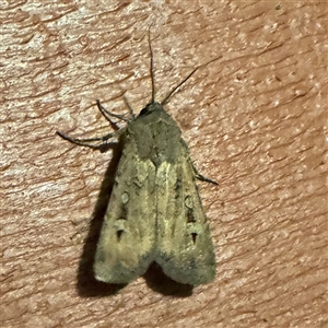 Agrotis infusa at Greenleigh, NSW - 31 Oct 2024 08:14 PM