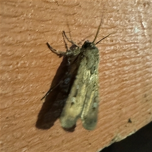 Agrotis infusa at Greenleigh, NSW - 31 Oct 2024 08:14 PM