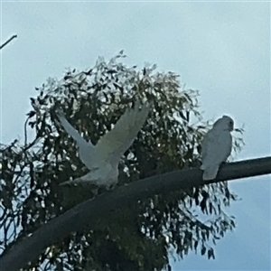 Cacatua sanguinea at Queanbeyan East, NSW - 31 Oct 2024