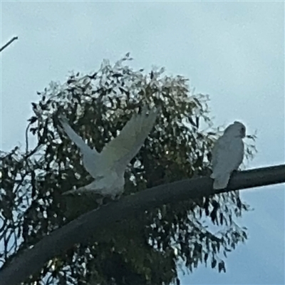 Cacatua sanguinea (Little Corella) at Queanbeyan East, NSW - 31 Oct 2024 by Hejor1