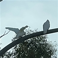 Cacatua sanguinea at Queanbeyan East, NSW - 31 Oct 2024