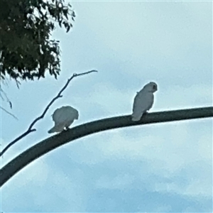 Cacatua sanguinea at Queanbeyan East, NSW - 31 Oct 2024