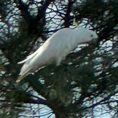 Cacatua galerita (Sulphur-crested Cockatoo) at Queanbeyan East, NSW - 31 Oct 2024 by Hejor1