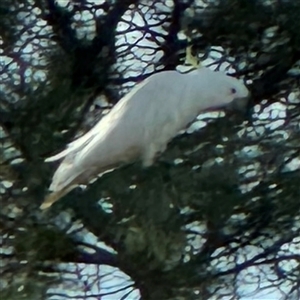 Cacatua galerita at Queanbeyan East, NSW - 31 Oct 2024