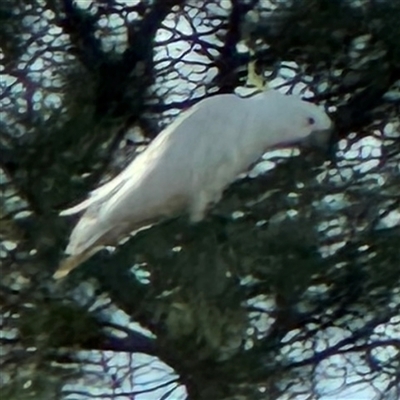 Cacatua galerita (Sulphur-crested Cockatoo) at Queanbeyan East, NSW - 31 Oct 2024 by Hejor1