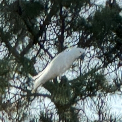 Cacatua galerita at Queanbeyan East, NSW - 31 Oct 2024