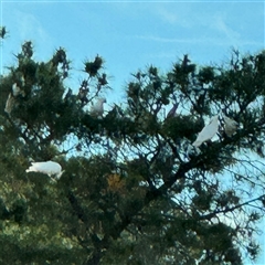 Cacatua galerita at Queanbeyan East, NSW - 31 Oct 2024