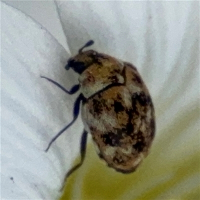 Anthrenus verbasci (Varied or Variegated Carpet Beetle) at Pialligo, ACT - 27 Oct 2024 by Hejor1