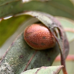 Paropsis atomaria (Eucalyptus leaf beetle) at Pialligo, ACT - 27 Oct 2024 by Hejor1