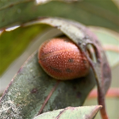 Paropsis atomaria (Eucalyptus leaf beetle) at Pialligo, ACT - 27 Oct 2024 by Hejor1