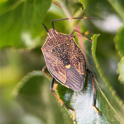 Poecilometis sp. (genus) (A Gum Tree Shield Bug) at Pialligo, ACT - 27 Oct 2024 by Hejor1