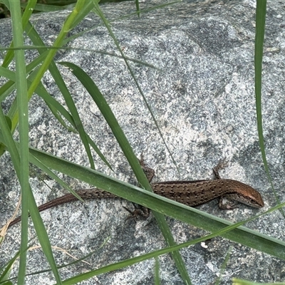 Lampropholis guichenoti (Common Garden Skink) at Pialligo, ACT - 27 Oct 2024 by Hejor1