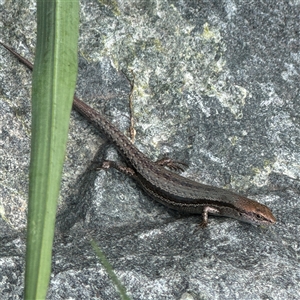 Lampropholis guichenoti at Pialligo, ACT - 27 Oct 2024 02:43 PM