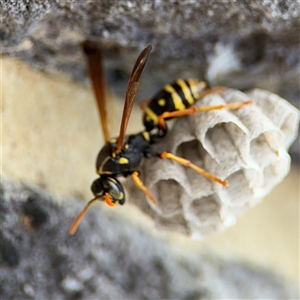 Polistes (Polistes) chinensis at Pialligo, ACT - 27 Oct 2024 02:38 PM