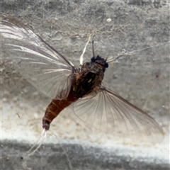 Ephemeroptera (order) (Unidentified Mayfly) at Pialligo, ACT - 27 Oct 2024 by Hejor1