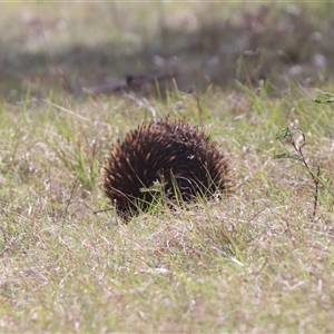 Tachyglossus aculeatus at Forde, ACT - 27 Oct 2024