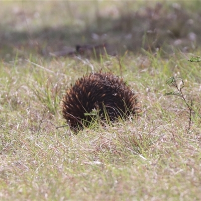 Tachyglossus aculeatus (Short-beaked Echidna) at Forde, ACT - 26 Oct 2024 by HappyWanderer