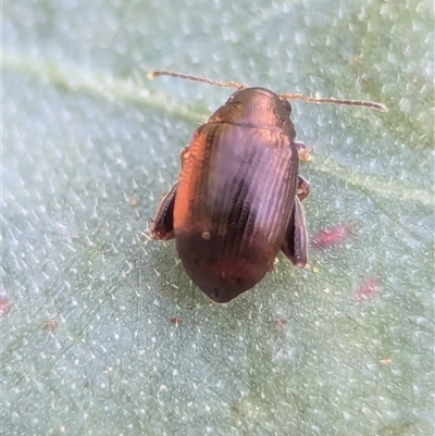 Chaetocnema sp. (a flea beetle) at Holder, ACT - 29 Oct 2024 by Miranda