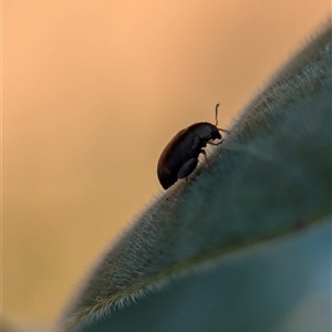 Chaetocnema sp. at Holder, ACT - 29 Oct 2024 03:47 PM