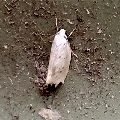 Cryptophasa (genus) (A Gelechioid moth (Xyloryctidae) at Aranda, ACT - 1 Nov 2024 by KMcCue