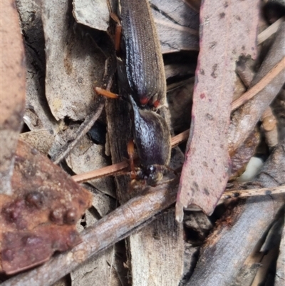 Monocrepidius (genus) (Click beetle) at Bungendore, NSW - 1 Nov 2024 by clarehoneydove