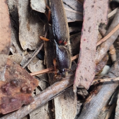 Monocrepidus sp. (genus) (Click beetle) at Bungendore, NSW - 1 Nov 2024 by clarehoneydove