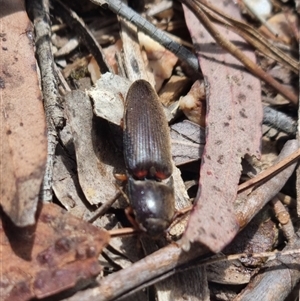 Monocrepidus (genus) at Bungendore, NSW - suppressed