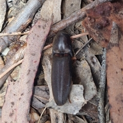 Monocrepidus (genus) at Bungendore, NSW - suppressed